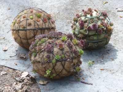 succulent-spheres