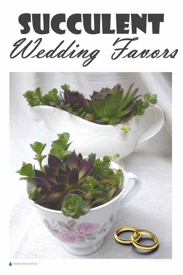 succulent-wedding-favors