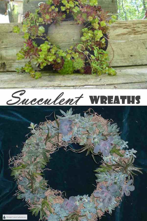 succulent wreaths