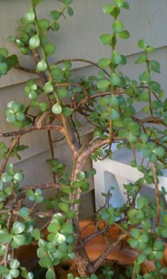 succulent-wspindly-branches-21579462