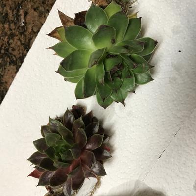 succulents-from-germany-21889244