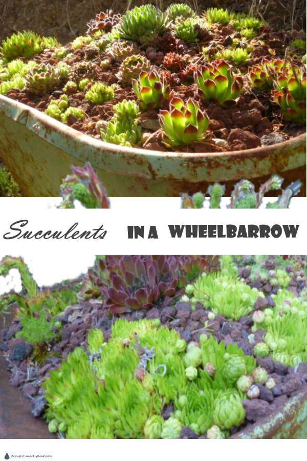 succulents-in-a-wheelbarrow