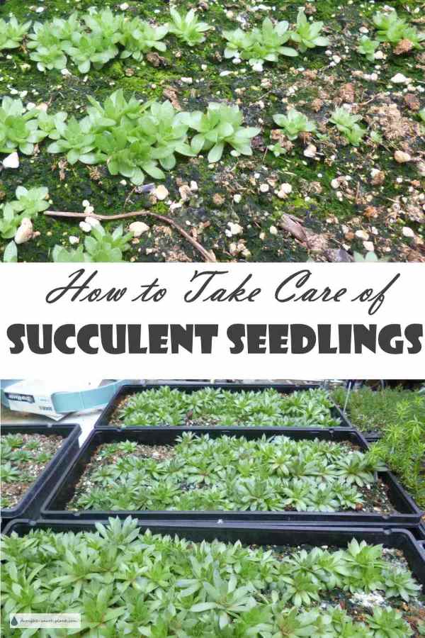 take-care-of-succulent-seedlings