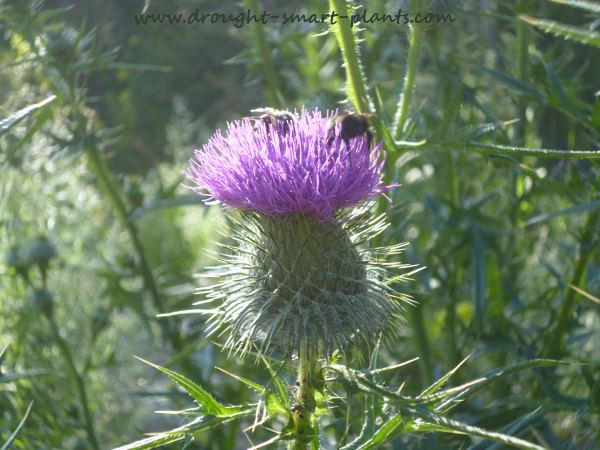 thistles-and-bees