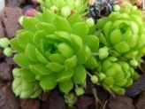 10 Best Hardy Succulents for Landscaping