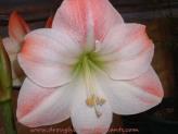 Amaryllis from Seed