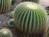 thumb-barrel-cactus