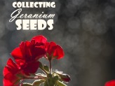 Collecting Geranium Seeds