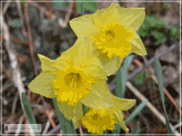 thumb daffodils