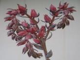 thumb-echeveria-flowering