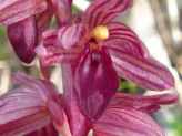 thumb-hardy-orchids