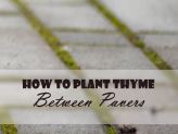 thumb-how-to-plant-thyme-between-pavers
