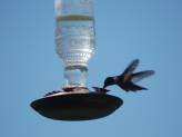 thumb-hummingbird-feeders