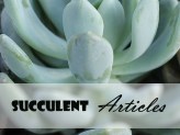 succulent articles