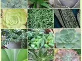 Succulent ID Chart