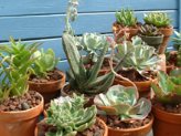 thumb-succulent-house-plants