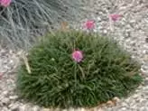 Weed-free Xeriscaping