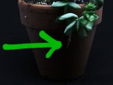 thumb-why-are-my-succulents-growing-aerial-roots
