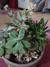 
thumb_3-differents-succulents-in-a-pot-21809451