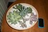 thumb_6-unidentified-succulents