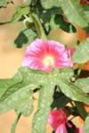 thumb_a-plant-was-photographed-in-egypt-no-identification-21624776