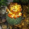 thumb_a-round-cactus-with-flowering-top-21573400