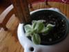 thumb a small variegated succulent 21635382