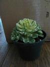 
thumb_assorted-new-succulents-21715254-1
