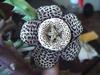 thumb black and white bloom on long tier succulent plant 21733713