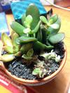 
thumb_bought-at-home-depot-not-sure-of-type-want-to-make-sure-theyre-healthy-21808280-1