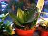 thumb_bought-at-homedepot-and-was-only-called-succulent-help-21666770