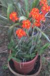 thumb_bright-orange-flower-heads-21637238-1