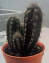 thumb_cactus-planter-21690472