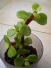 thumb_cordatereniform-leaf-succulent-21534310