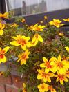 thumb_french-marigolds-maybe-21931189
