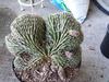 thumb_funny-looking-and-dangerous-cactus-21780309
