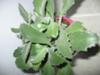 thumb_fuzzy-succulent-with-green-serrated-leaves-21501768