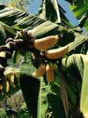 thumb_growing-banana-trees-in-a-droughttolerant-garden-21924483