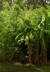 thumb_growing-banana-trees-in-a-droughttolerant-garden-21924486