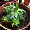 thumb_help-me-identify-this-succulent-21795143