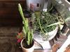thumb_help-with-cactus-plants-21957110