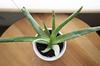 thumb_how-to-grow-aloe-succulent-faster-21934786