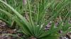 thumb_how-to-grow-aloe-succulent-faster-21934787