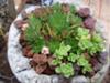 thumb_hypertufa-pinch-pots-example-succulent-containers-21602253
