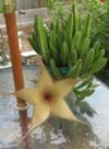 thumb_i-have-a-succulent-ive-had-for-many-years-but-this-is-the-first-year-its-ever-bloomed