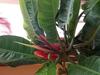 thumb_i-need-help-identiffiing-my-plant