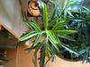 thumb_indoor-and-sun-liking-plant-21670510-1.