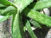 thumb_is-it-an-aloe-with-spikes-21717802