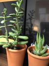 thumb_is-it-okay-to-trim-a-succulent-21913024.