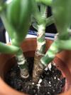 thumb_is-it-okay-to-trim-a-succulent-21913026